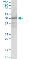 Anti-GNAI1 Mouse Monoclonal Antibody [clone: 2B8-2A5]