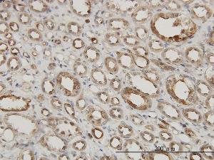 Anti-MAPKAPK2 Mouse Monoclonal Antibody [clone: 2B3]