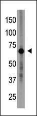 Anti-CRY1 Rabbit polyclonal antibody