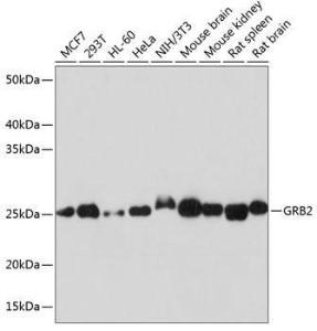 Western blot analysis of extracts of various cell lines, using Anti-GRB2 Antibody [ARC0430] (A309206) at 1:1000 dilution