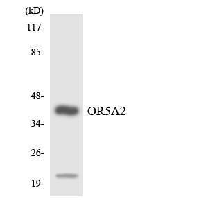 Antibody anti-OR5A2 A100893-100 100 µg