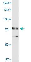 Anti-RALBP1 Rabbit Polyclonal Antibody