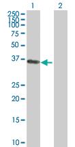 Anti-PHLDA1 Mouse Polyclonal Antibody