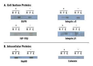 Cell surface protein isolation kit, Pierce™