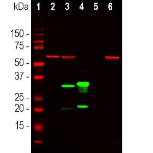 Anti-mCherry antibody