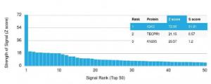 Analysis of protein array containing more than 19000 full-length human proteins using Anti-Kappa Light Chain Antibody [rKLC264]