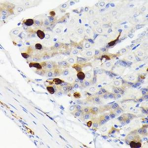 Immunohistochemistry analysis of paraffin-embedded mouse stomach using Anti-SCGN / Secretagogin Antibody [ARC2196] (A306306) at a dilution of 1:100 (40x lens)