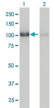 Anti-CNOT3 Mouse Monoclonal Antibody [clone: 4B8]