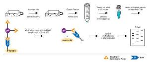 Cell surface protein isolation kit, Pierce™