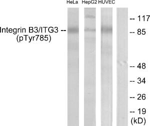 Western blot analysis of lysates from HeLa cells, HepG2 cells and HUVEC cells using Anti-Integrin beta3 (phospho Tyr785) Antibody. The right hand lane represents a negative control, where the antibody is blocked by the immunising peptide