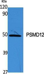 Western blot analysis of various cells using Anti-PSMD12 Antibody