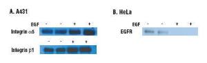 Cell surface protein isolation kit, Pierce™