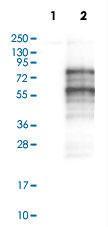 Anti-CREB3L1 Rabbit Polyclonal Antibody