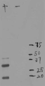 Blot of crude extract of HEK293 cells