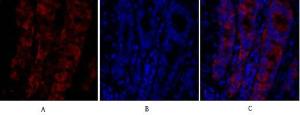 Immunofluorescence analysis of rat lung tissue using Anti-MIF Antibody (red) at 1:200 (4°C overnight). Cy3 labelled secondary antibody was used at 1:300 (RT 50min). Panel A: Target. Panel B: DAPI. Panel C: Merge