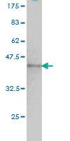 Anti-NUMA Mouse Monoclonal Antibody [clone: 1C5]