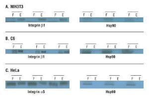 Cell surface protein isolation kit, Pierce™