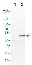 Anti-MAP2K1 Rabbit Polyclonal Antibody