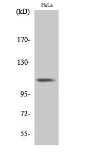 Western blot analysis of various cells using Anti-Integrin beta3 (phospho Tyr785) Antibody