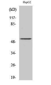 Western blot analysis of HepG2 cells using Anti-PSMD12 Antibody