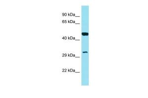 Anti-GOLPH3L Rabbit Polyclonal Antibody