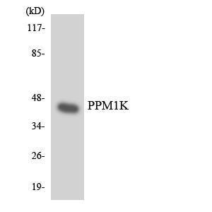 Western blot analysis of the lysates from HeLa cells using Anti-PPM1K Antibody