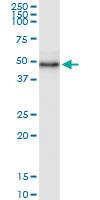 Anti-WDR19 Rabbit Polyclonal Antibody