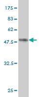 Anti-STAG1 Mouse Monoclonal Antibody [clone: 2E9]