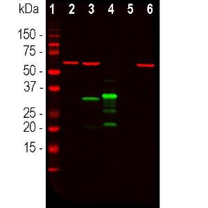 Antibody A85306-100 100 µl