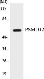 Anti-26S proteasome non-ATPase regulatory subunit 12 Rabbit Polyclonal Antibody