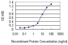 Anti-CNOT3 Mouse Monoclonal Antibody [clone: 4B8]