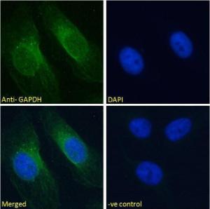 Anti-GAPDH Goat Polyclonal Antibody