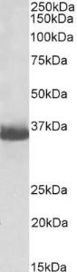 Anti-GAPDH Antibody (A83723 / Biotin) (0.5µg/ml) staining of HEK293 lysate (35µg protein in RIPA buffer). Primary incubation was 1 hour. Detected by chemiluminescence, using streptavidin-HRP and using NAP blocker as a substitute for skimmed milk.