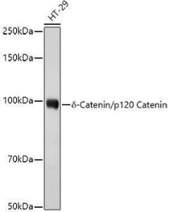 Western blot analysis of extracts of HT-29 cells, using Anti-delta 1 Catenin / CAS Antibody (A306307) at 1:1,000 dilution. The secondary antibody was Goat Anti-Rabbit IgG H&L Antibody (HRP) at 1:10,000 dilution.