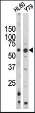 Anti-RAD9A Rabbit Polyclonal Antibody