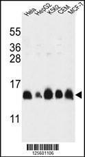 Anti-HIST1H2AL Rabbit Polyclonal Antibody (Biotin)