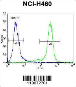 Anti-NBN Rabbit Polyclonal Antibody (APC (Allophycocyanin))