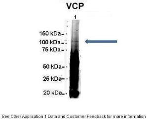 Anti-VCP Rabbit Polyclonal Antibody