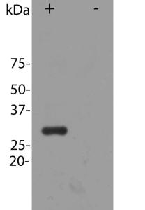 Antibody A85306-100 100 µl