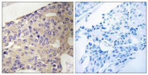 Antibody anti-PEX10 A99609-100 100 µg