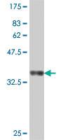 Anti-MYO1A Mouse Polyclonal Antibody