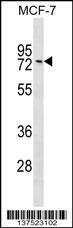 Anti-GNL1 Rabbit Polyclonal Antibody (AP (Alkaline Phosphatase))