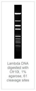 FERMER0181 - ENZYME CFR10I 200 UNITS