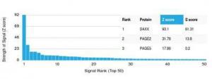 Analysis of protein array containing more than 19,000 full-length human proteins using Anti-DAXX Antibody [PCRP-DAXX-6A8