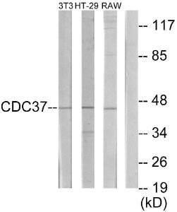 Western blot analysis of lysates from NIH/3T3, HT-29, and RAW264.7 cells using Anti-p50 CDC37 Antibody. The right hand lane represents a negative control, where the antibody is blocked by the immunising peptide.