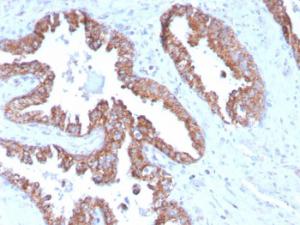 Anti-PMEPA1 Mouse Monoclonal Antibody [clone: PMEPA1/2696]