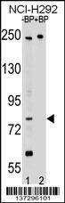 Anti-APPL2 Rabbit Polyclonal Antibody