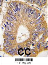 Anti-EIF4EBP1 Rabbit Polyclonal Antibody (FITC (Fluorescein Isothiocyanate))