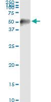 Anti-MAPKAPK2 Mouse Monoclonal Antibody [clone: 2B3]