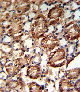 Anti-GMPS Rabbit polyclonal antibody